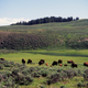 A herd of women grazing in Yellowstone National Park. Image via Getty.